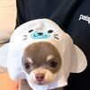 omnomnum2